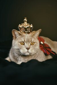 King Cat- Content is King