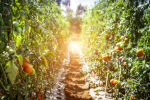 tomato garden path